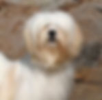lhasa apsos