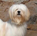 lhasa apsos