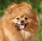 pomeranian
