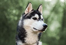 husky