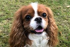 Cavalier King Charles Spaniel
