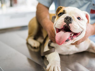 dog laying on a medical table with medical professional examining them