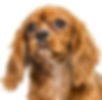 cavalier king charles 