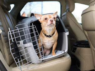 small dog in a dog crate in a car