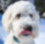 goldendoodle