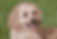 Maltipoo