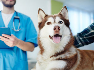 dog being checked by a medical professional