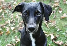 whippet