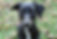whippet