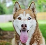 husky