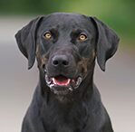 catahoula leopard dog