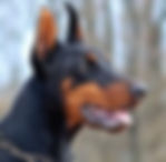 doberman