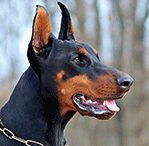 doberman