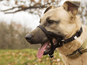 dog with a gentle lead training collar on its muzzle