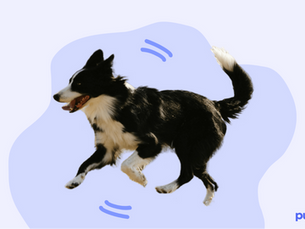 dog running with a cartoon purple background
