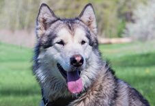 dog
