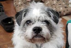 Lhasa Apso
Boston Terrier