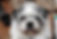 Lhasa Apso
Boston Terrier