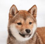 Shiba Inu