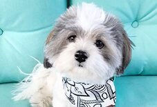 Havanese
Bichon Frise