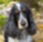 cocker spaniel