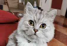 siberian cat