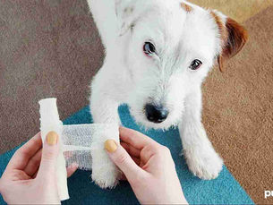 white dog looking up at a human hands which are holding rolled gauze 