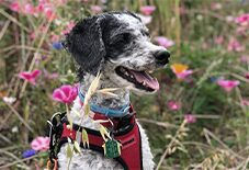 Dalmatian
Poodle