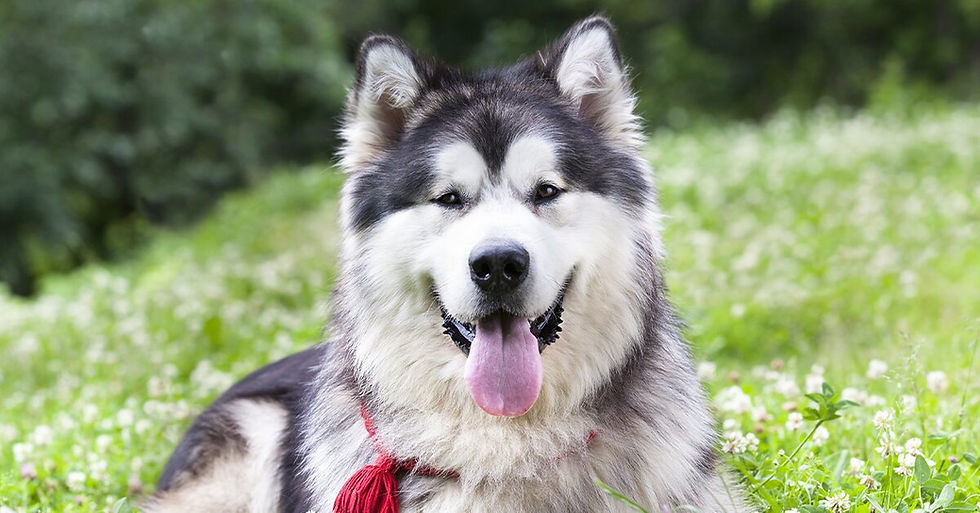 Alaskan Malamute