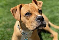boxer