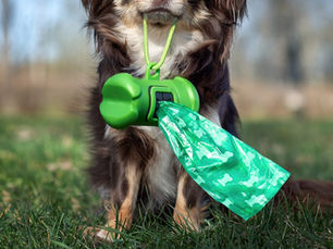 dog holding a poop bag holder while sitting in the grass