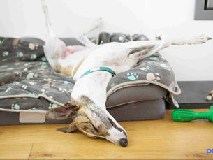 dog lounging across its dog bed