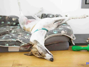 dog lounging across its dog bed