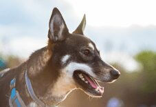Shiba Husky (AKA Shusky)
Shiba Inu
Siberian Husky