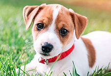 jack russell