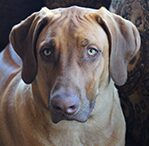 rhodesian ridgeback