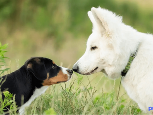 dog smelling a puppy