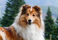 shetland sheepdog