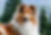 shetland sheepdog