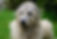 irish wolfhound