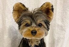 yorkiepom