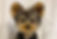 yorkiepom