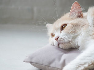 white and tan cat laying on a pillow