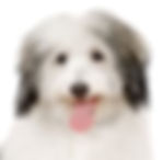 coton de tulear
