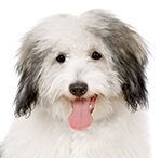 coton de tulear
