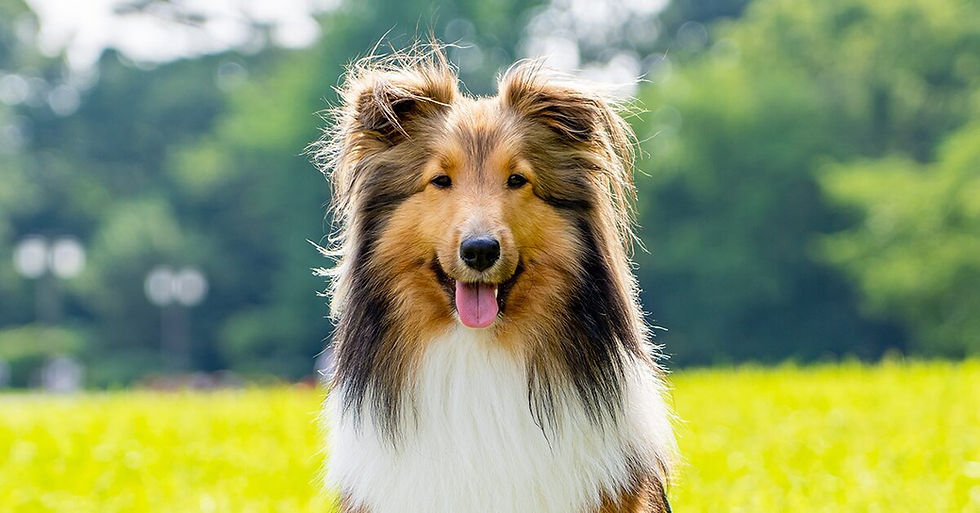 Shetland Sheepdog