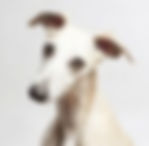 whippet