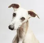 whippet