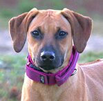 rhodesian ridgeback