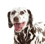 White with Liver Spots